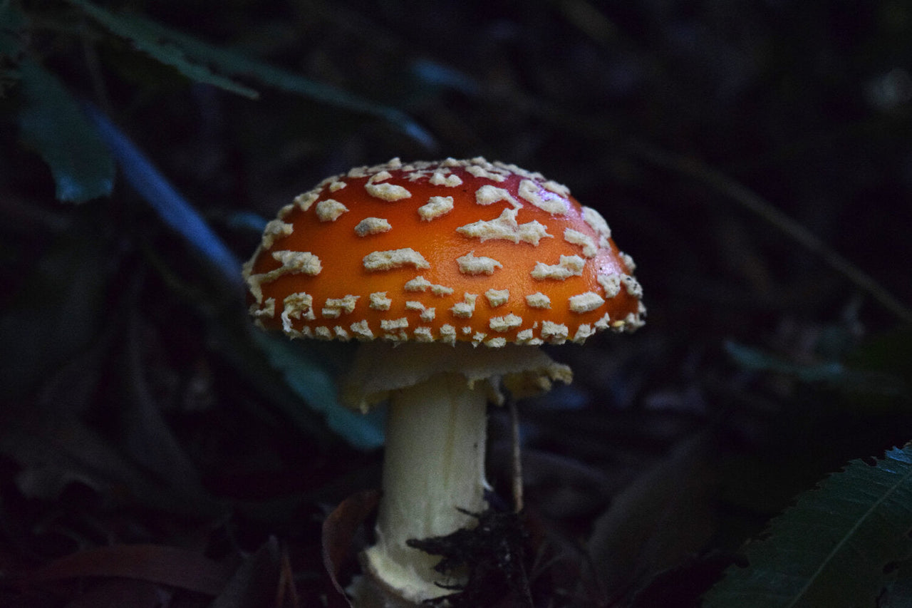 Amanita Muscaria mushroom growing from the forest floor.
