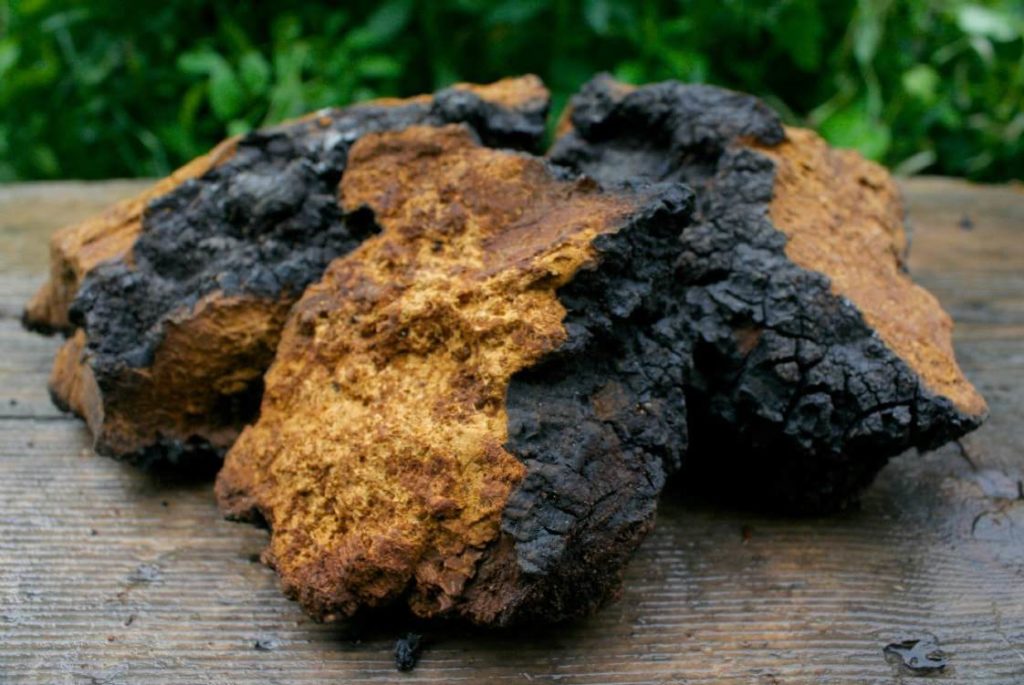 Group of chaga mushrooms.