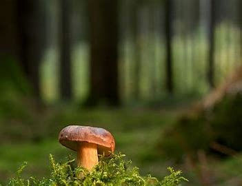 Mushroom surrounded by forest with out-of-focus trees in the background.