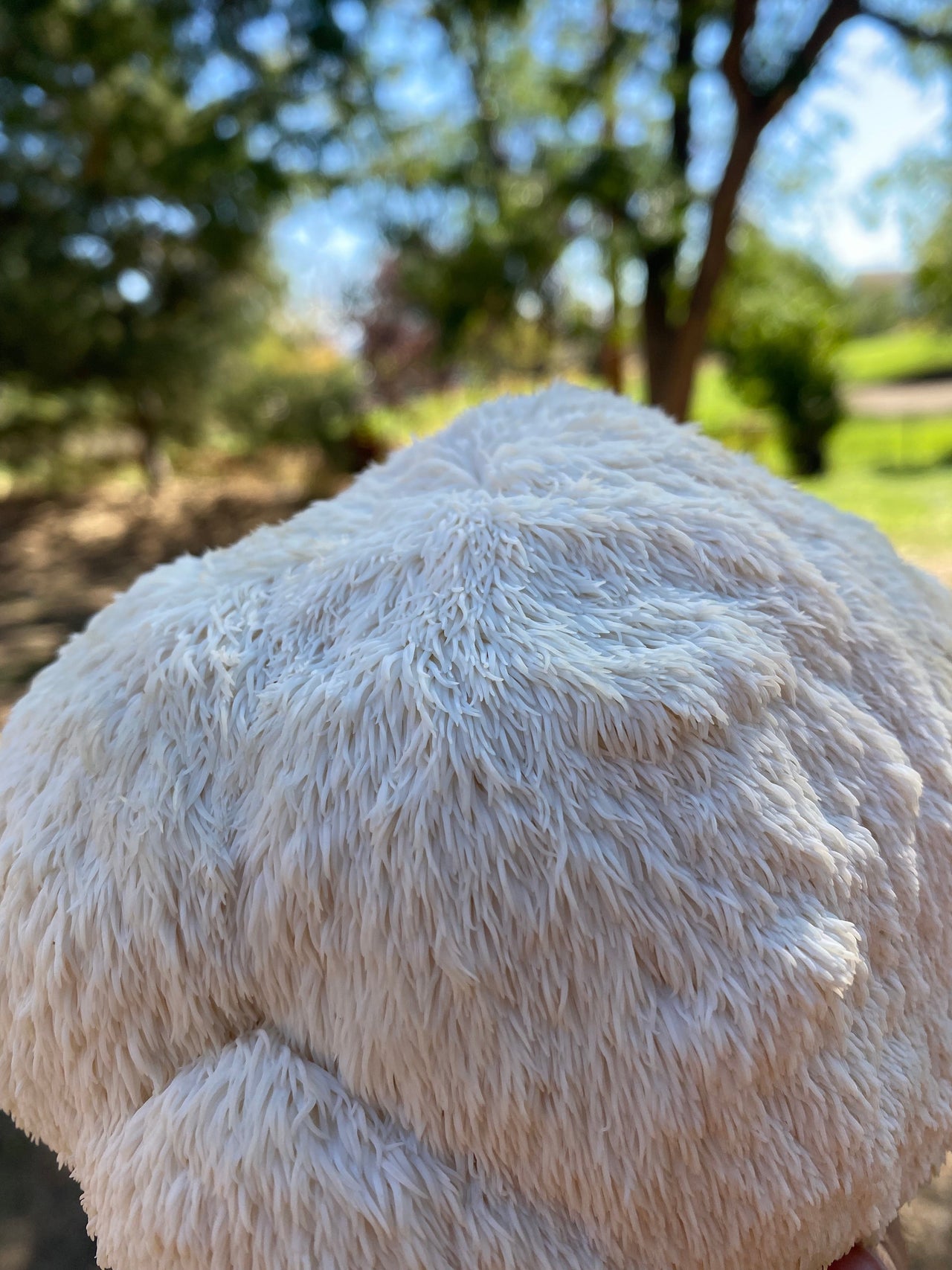 Lion’s Mane: Ancient Wisdom for Modern Wellness