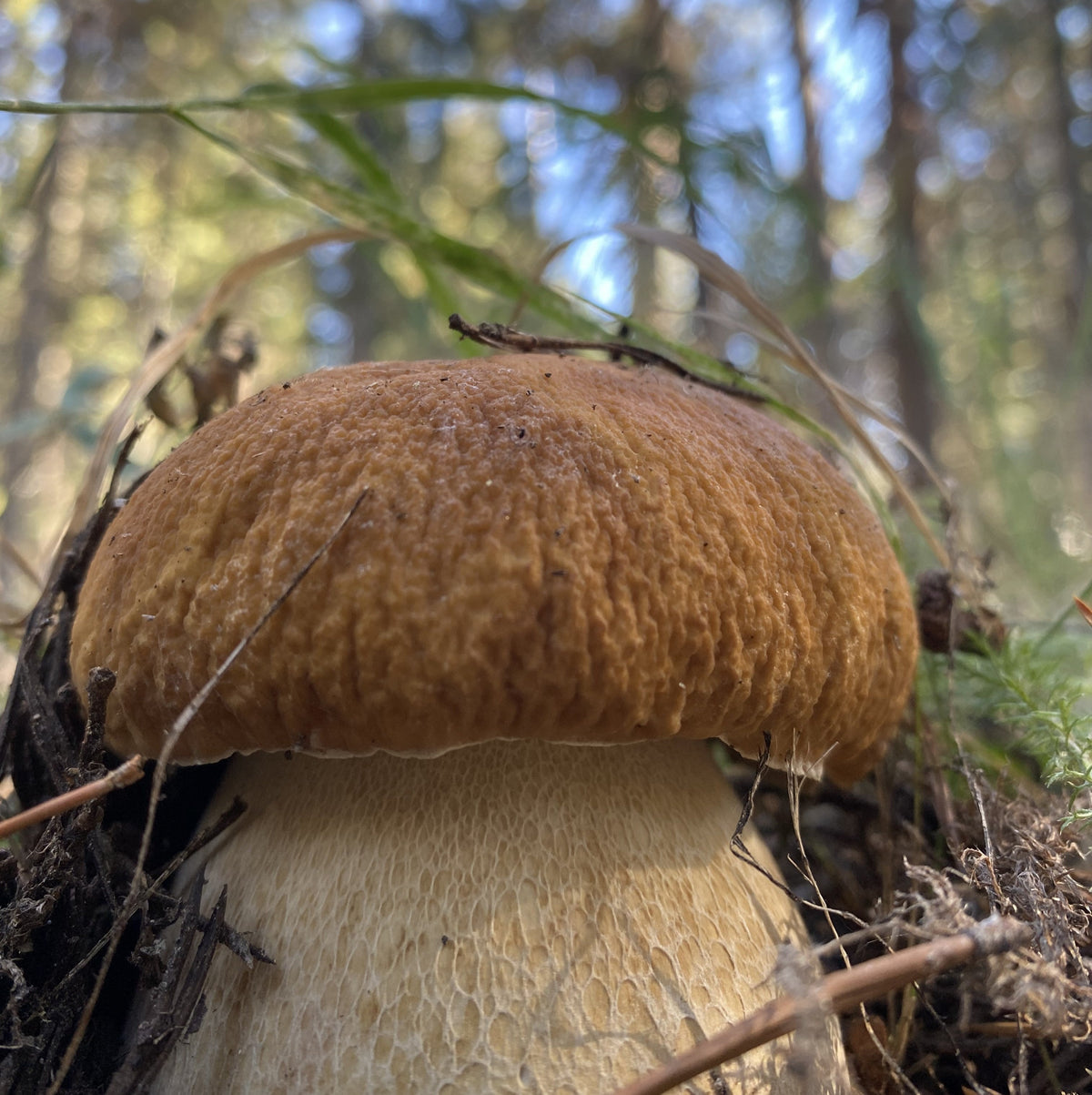 Porcini growing in the Sierra Nevada's