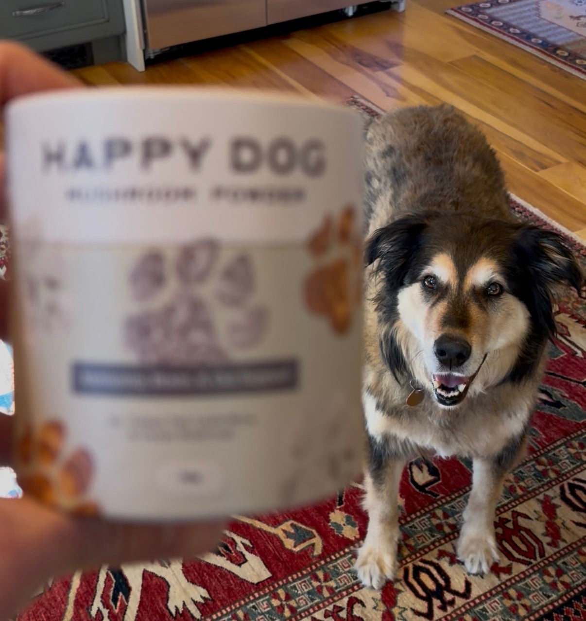 Hand holding Happy Dog Mushroom Powder Tub in front of a dog.