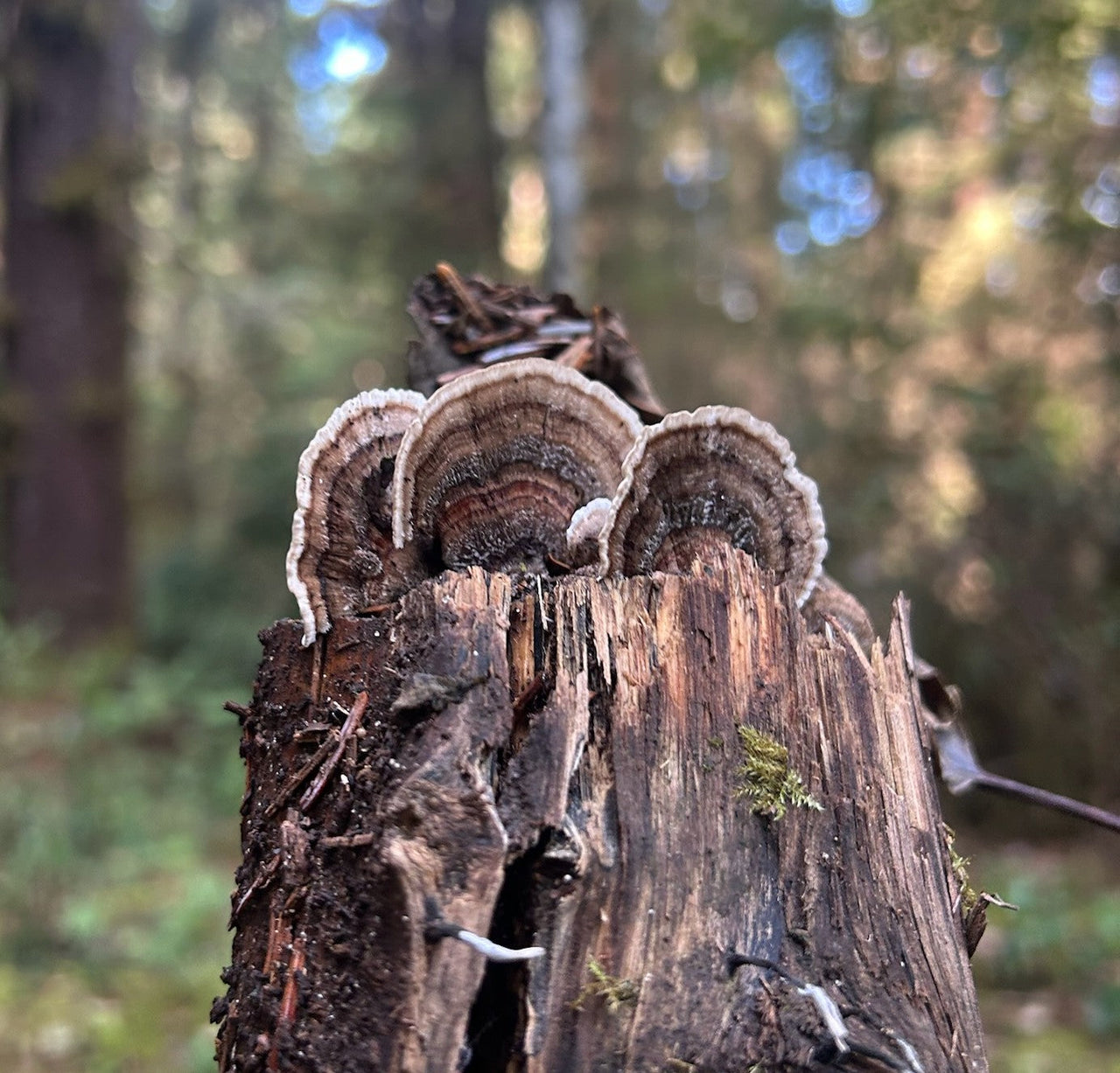 Turkey tail mushroom growing from a tree stump.
