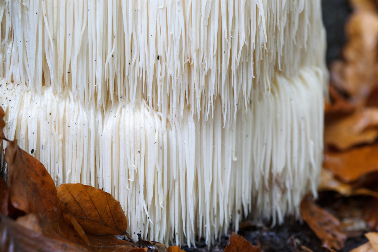  Lion’s Mane mushroom.