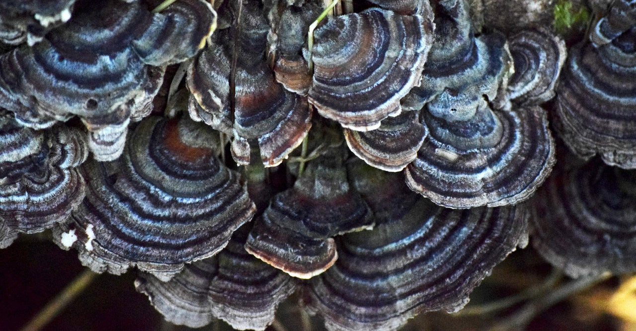 Turkey Tail Mushrooms.