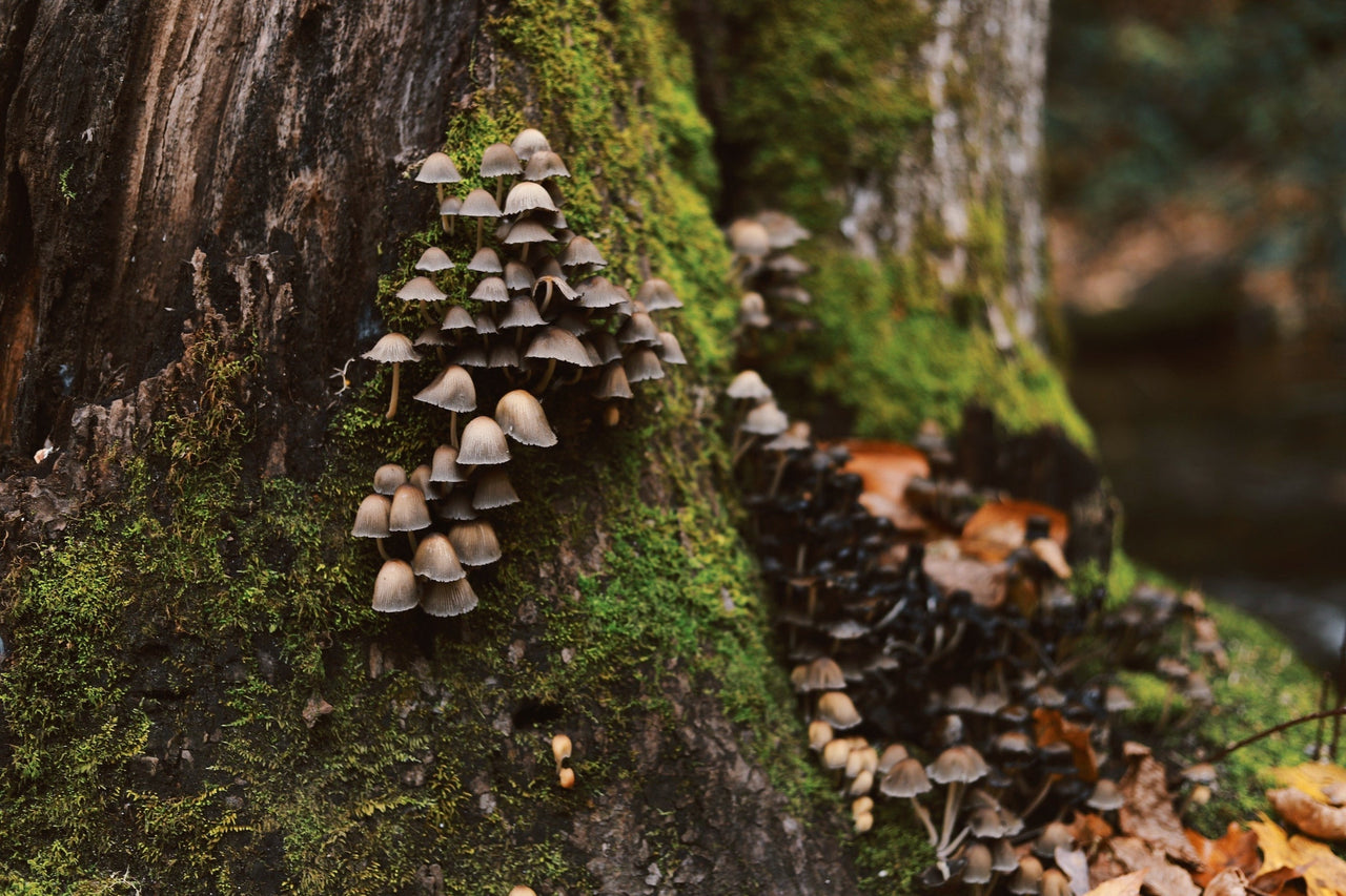  Cluster of mushrooms growing on a tree.
